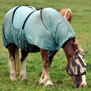 Sommerens udfordringer