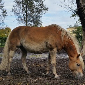 Heste som ikke fr grs