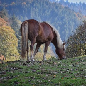Sæsonaktuelle Tilbud