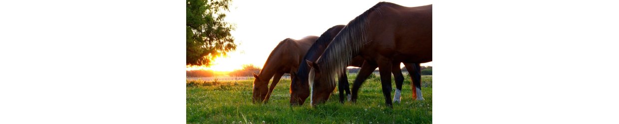 Vitaminer og mineraler til heste på græs