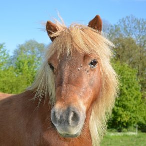 Sommerens udfordringer