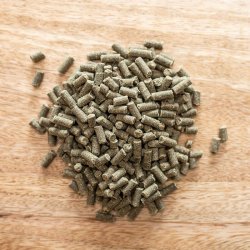 St. Hippolyt Gold Medal