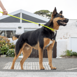 Rogz Rope Quick-Fit Line