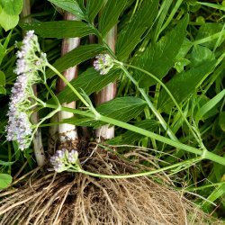 Nordic Horse Baldrianrod