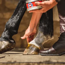CDM Cornucrescine Hoof Ointment - 250ml